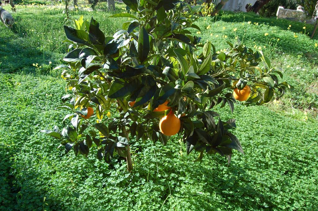 B&B Le Cicale Vieste Dış mekan fotoğraf